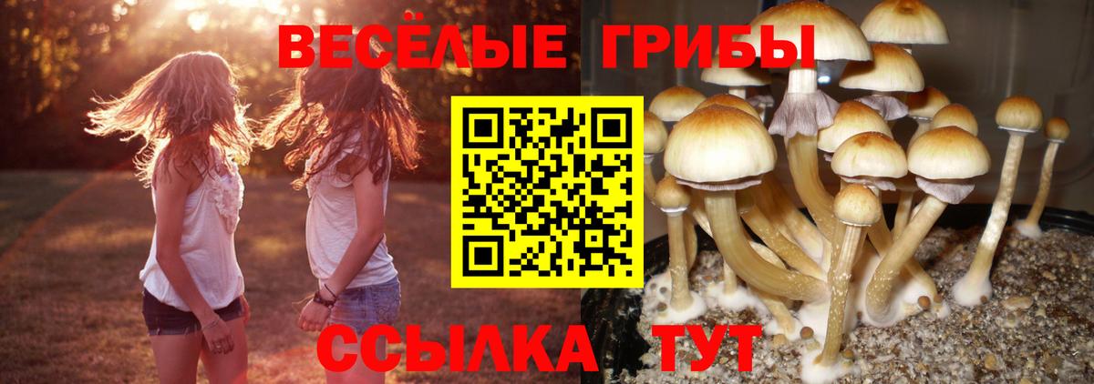 Псилоцибиновые грибы мицелий Протвино